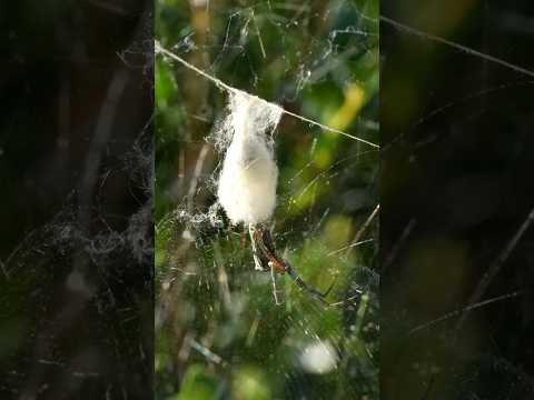 Basilica Orb-weaver Moms & Their Eggs