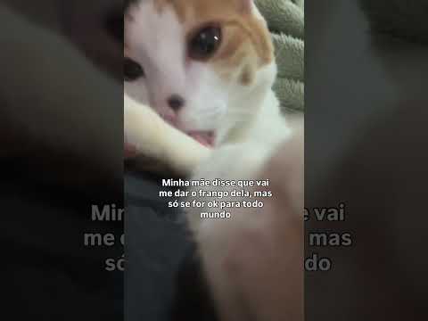 Tá OK para vocês?? #gatinhos #gatos #fyp #fy