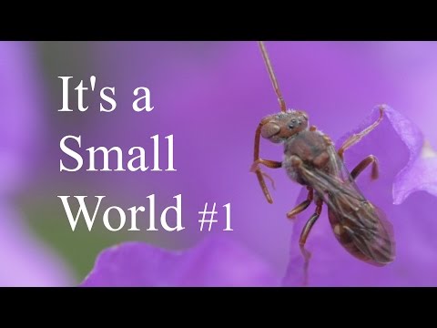 It's a Small World #1 [ Spring 2015 - Nature Macro Footage with Relaxing Nature Sounds ]