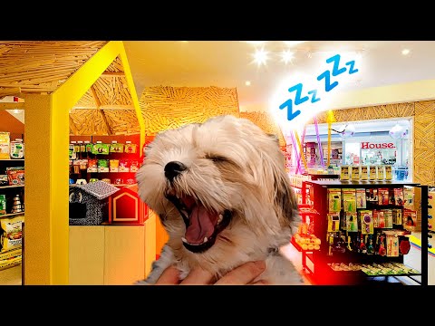 Adopting A Doggo ASMR