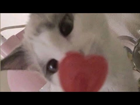 let's talk about love? (semi-asmr)