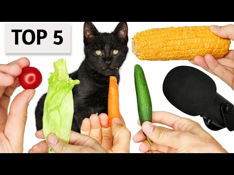 Top 5 Cat Eating Vegetables ASMR Compilation