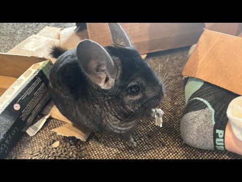 Asmr with my chinchilla 