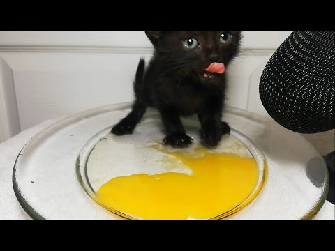 Kitten eating egg yolk ASMR