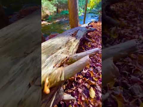 Wanderlust ASMR #asmr #relax #asmrvideos #relaxing #nature #fy #fyp #fypage #fypシ゚viral