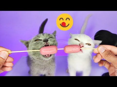 White and Gray Kitten Eating Sausage ASMR