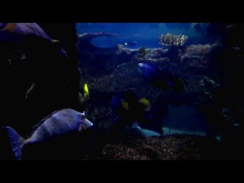 ASMR Ear to Ear Whispered Tour of Las Vegas Shark Reef Aquarium