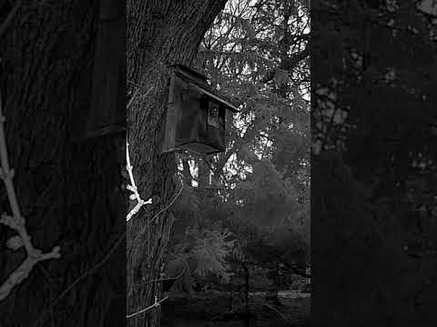 Trail Cam Night Vision! Owlbert’s singing too! 🦉