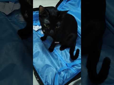 You are my Best Friend 💝😍😸 #shorts #cat #funnycats #cute #kitten #kitty #travel #tour