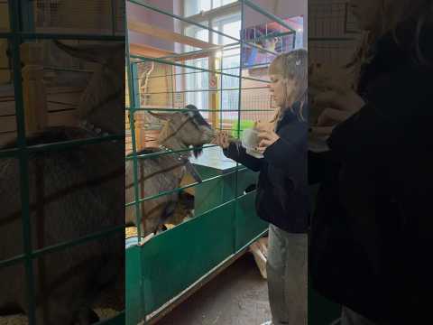 Самый НЕОБЫЧНЫЙ контактный зоопарк «Элафион» в Санкт-Петербурге (или как я кормила сурикатов) 😦