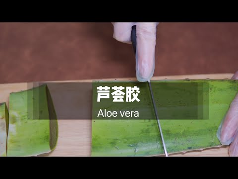 [ASMR] 必听！超“爽”芦荟与芦荟胶按摩的声音伴你入眠 Aloe vera Sounds & Aloe vera gel Massage (No Talking)