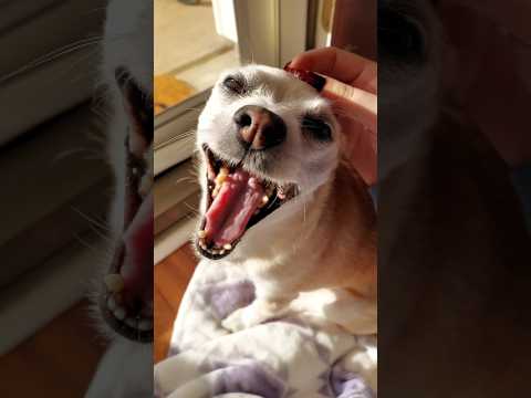 scratching my chihuahua ASMR #asmr #cuteanimals #chihuahua