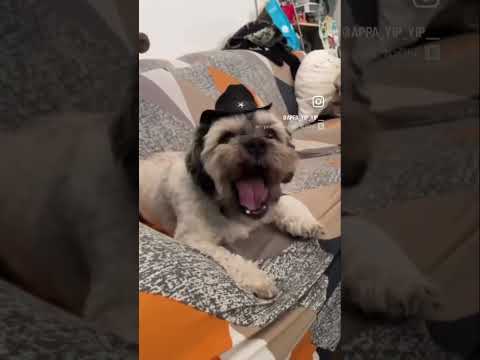 Anybody else does this?🤣 #dog #puppy #viralvideo #viral #fypシ゚viral #fyp #dogs #dogshorts #doglife