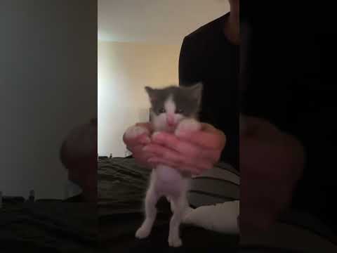 He got the movesss #cat #kitten #dance