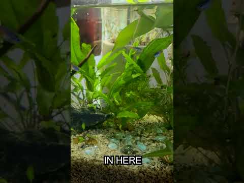 Beautiful, Cozy Aquarium ASMR