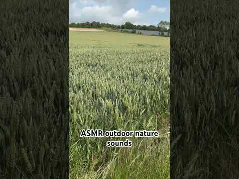ASMR outdoor nature sounds 🌱🌾