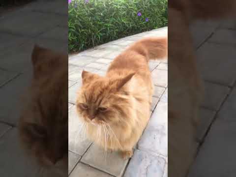Friendly Cat In Dubai 🐈🦁 #shorts #cat #animals #dubai