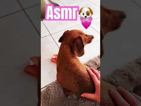 ASMR Dog Sounds That Will Melt Your Stress Away 🐶💤 #asmr #asmrdog