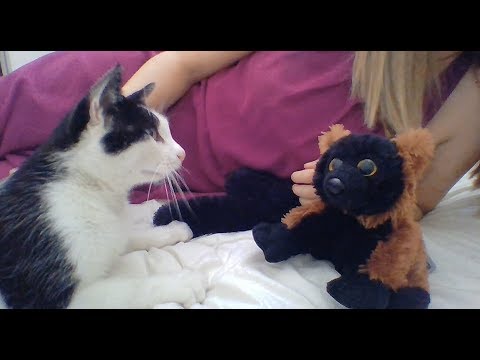 [ASMR Français] Vidéo bonus avec Filou !