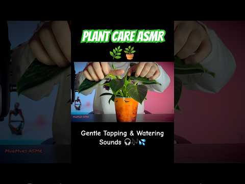 Peaceful Plant ASM R🌱 Gentle Tapping & Watering 🪴 #asmr #relaxing #stressrelief #plant #sleepaid