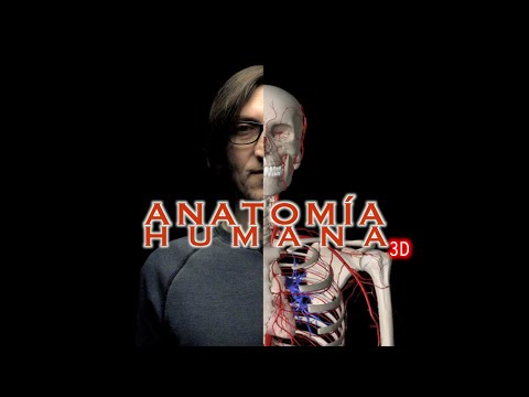 ASMR - ANATOMÍA HUMANA 3D: Arterias🩸