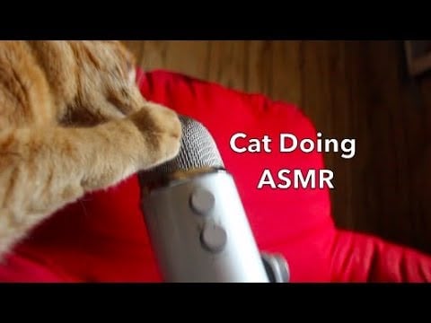 Cat giving ASMR tingles