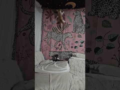 my kittens playing