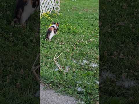 Spooky trying to play with Jaydyn