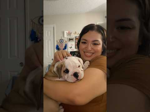 8 week old English Bulldog puppy 🐾🐶🤎 #puppy #dogs #puppies