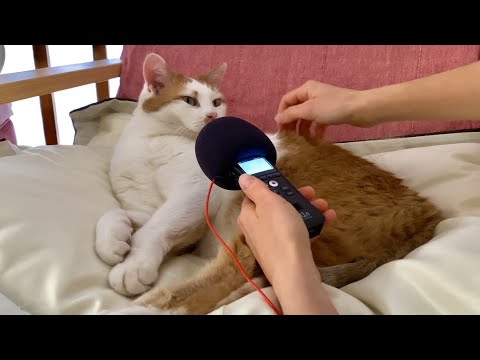 Cat Purring & Petting [Karamel’s ASMR]