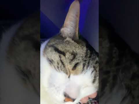 15 seconds of purring💗 Taz is enjoying the attention!! #asmr #cat #catvideos #asmrsounds #relaxing