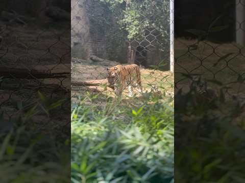 Prettiest  tiger with Asmr nature background noise🌻🍃🌱🐅 #asmr #zoo