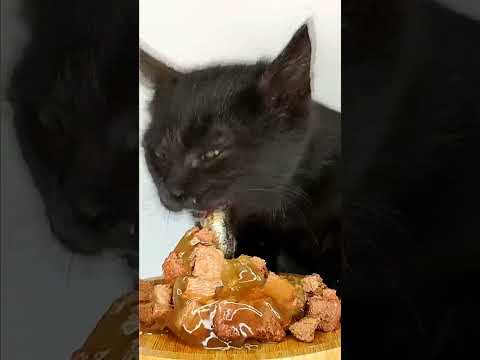 Cat ASMR Eating Fish 🐟
