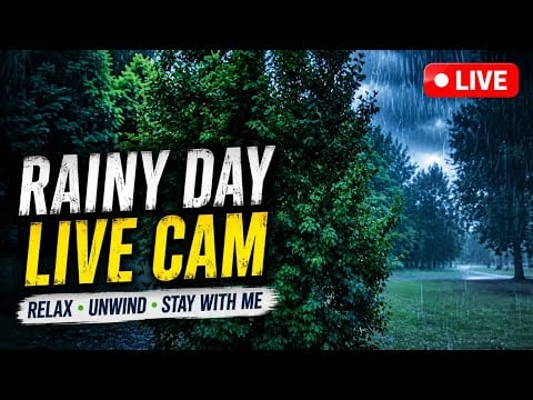 Live Rainy day Nature Sounds Sleep , Study & Focus