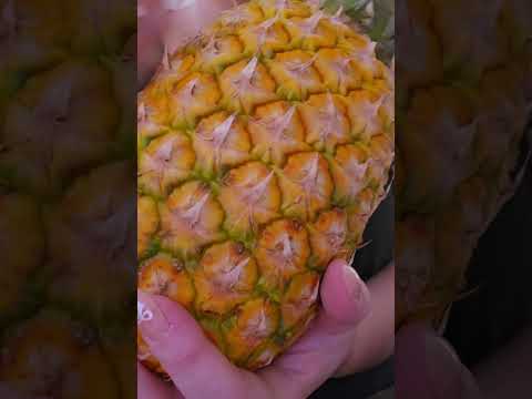 Pineapple Scratching #asmr