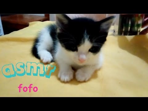 ASMR - Fazendo um ASMR num bebê de 30 dias 🐈🐱