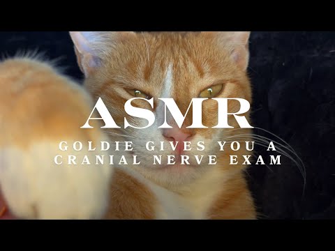 ASMR | Goldie Gives You a Cranial Nerve Exam