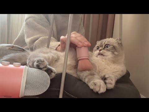 asmr brushing my cat with fluffy makeup brushes 😅