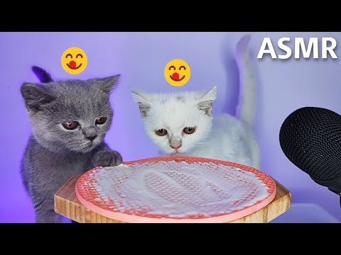 Cats Licking Yogurt ASMR