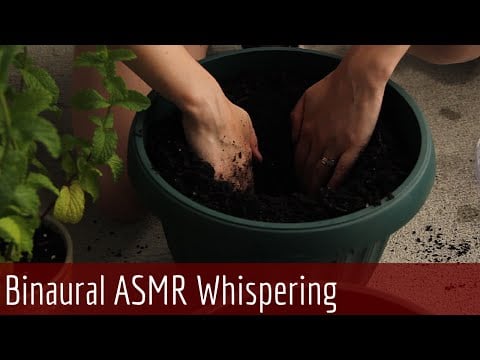 Tiny Little ASMR Gardening Video - Re potting Plants