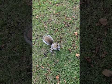 Isn't it cute. Side video for my subscribers