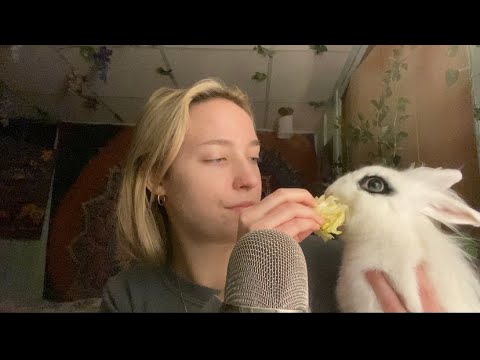 ASMR Rabbit Munchies (Chaotic)🐰 feat. special guest
