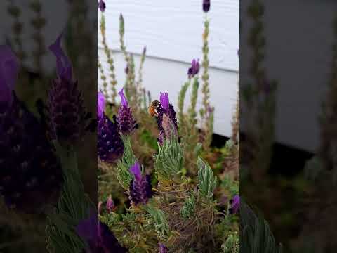 bees in the garden #bee #bees #lavender #asmr #relaxing #nature