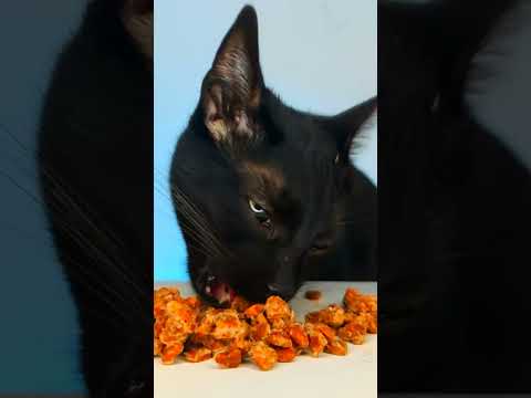 ASMR Mukbang Cat Eating Food 🙀