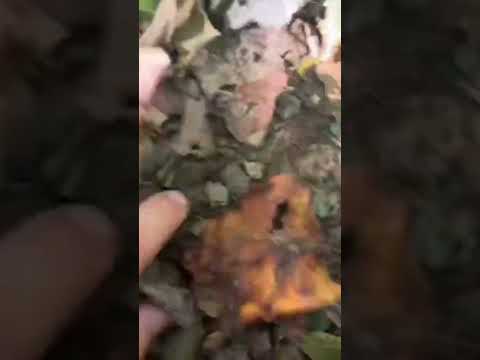 Asmr in nature