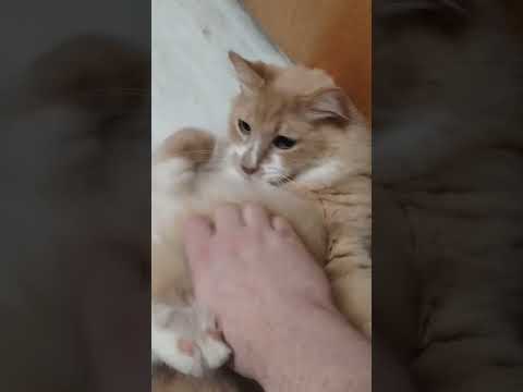 My fluffy orange idiot cat #cat #cute #fluffy #orangecat