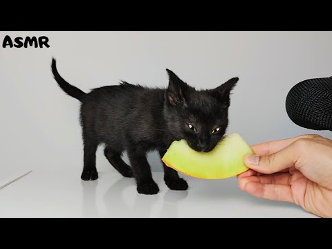 Kitten eating melon ASMR