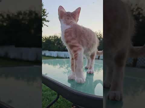 My handsome boy 13 weeks now