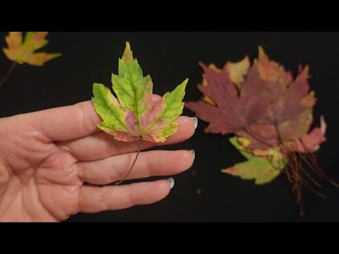 ASMR | Early Fall Leaves Show & Tell (Soft Spoken)