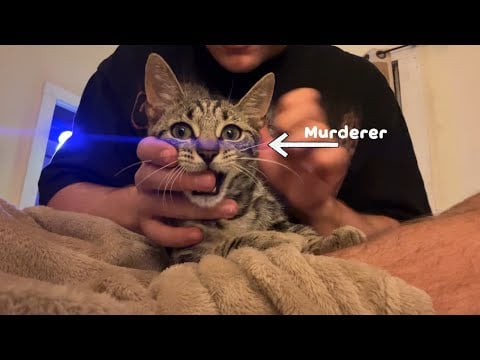 ASMR with my cat (she’s a terrorist)